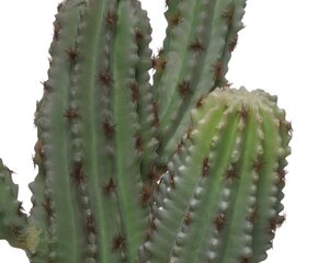 Cactus in pot pe terracotta pot 2ass - image 3
