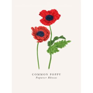 Common Poppy - image 1