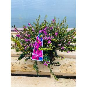 Erica darleyensis Red