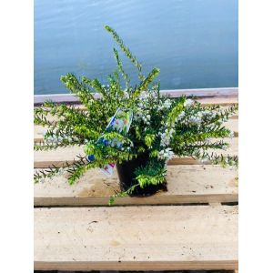 Erica darleyensis in varieties