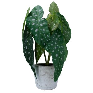 Faux Spotted Begonia in Pot