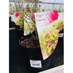 Fruit Plants - image 8