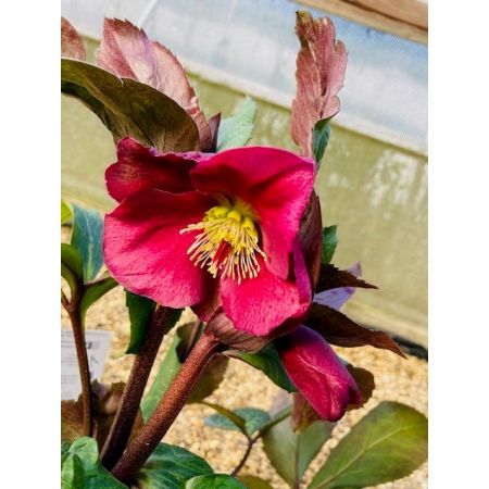 Hellebore Anna's Red - image 1