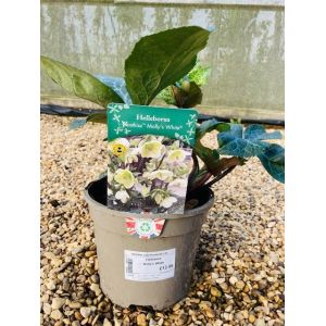 Hellebore Molly's White