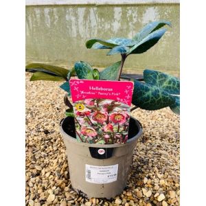 Hellebore Penny's Pink