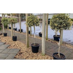 Ilex Aquifolium Argentea Marginata Half Standard - image 3