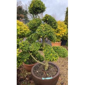 Ilex Crenata Kinme Bonsai - image 2