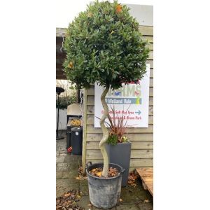 Laurus Nobilis (Bay) - image 3