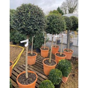 Ligustrum Jonandrum Half Standard - image 2