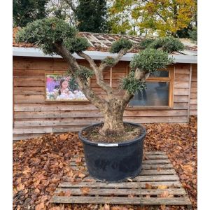 Olea Europaea Pom Pom Tree - image 2