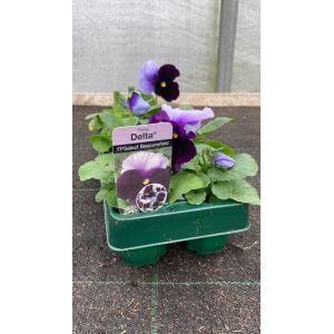 Summer Bedding Packs - £2.99 - 4 for £10 - image 16