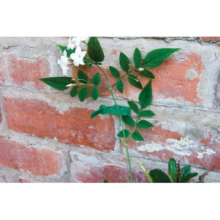 Plant to Wall Ties Green