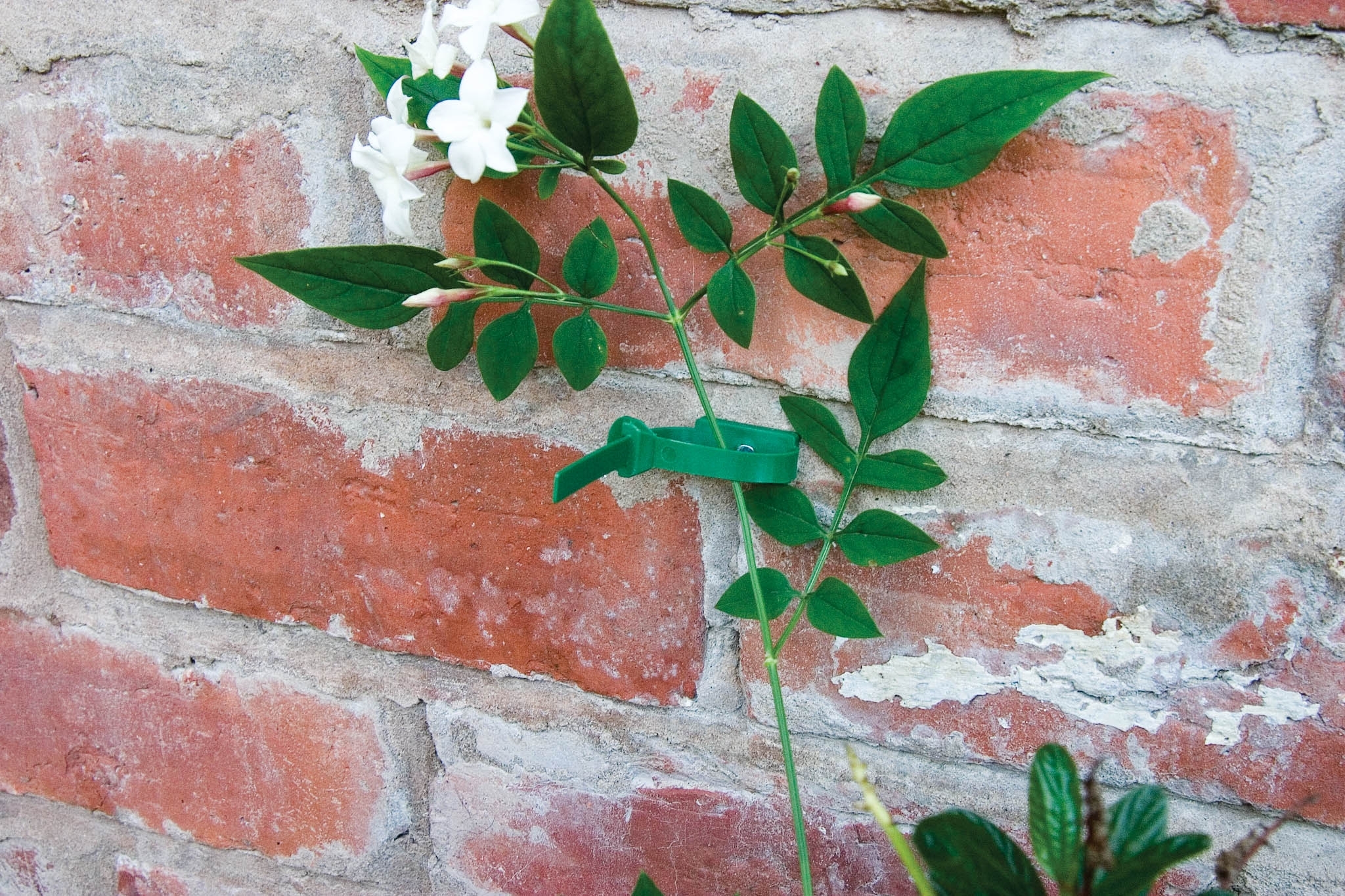 Plant to Wall Ties Green Welland Vale Garden Inspirations Uppingham