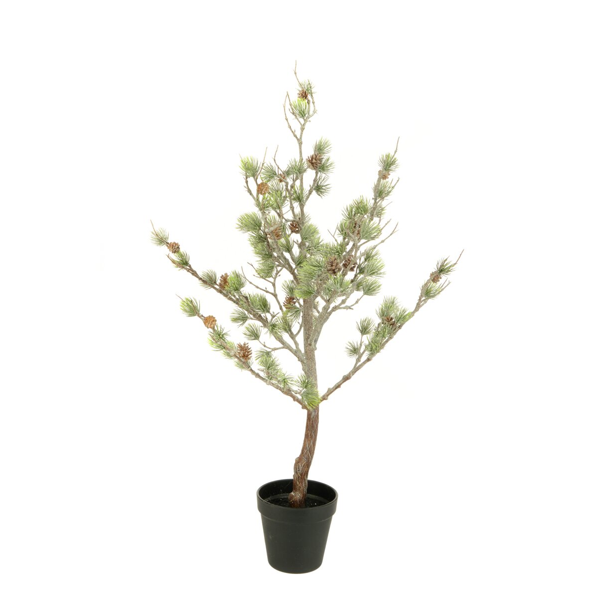 Frosty Cedar Tree in Pot 75cm Welland Vale Garden Inspirations