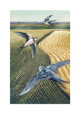 Swallows Over Farmland