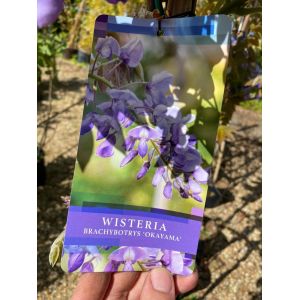 Wisteria Brachybotrys 'Okayama'
