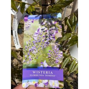 Wisteria Floribunda 'Domino'
